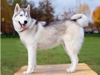 Siberian Husky thumbnail